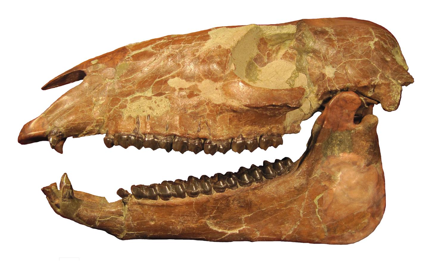 MiohippusMiohippus is just one of many amazing fossils found here.