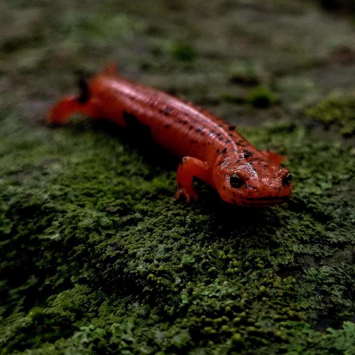 Eastern Mud SalamanderLife is abundant at Catoctin Mountain Park, and habitat is plentiful for many salamander species.
