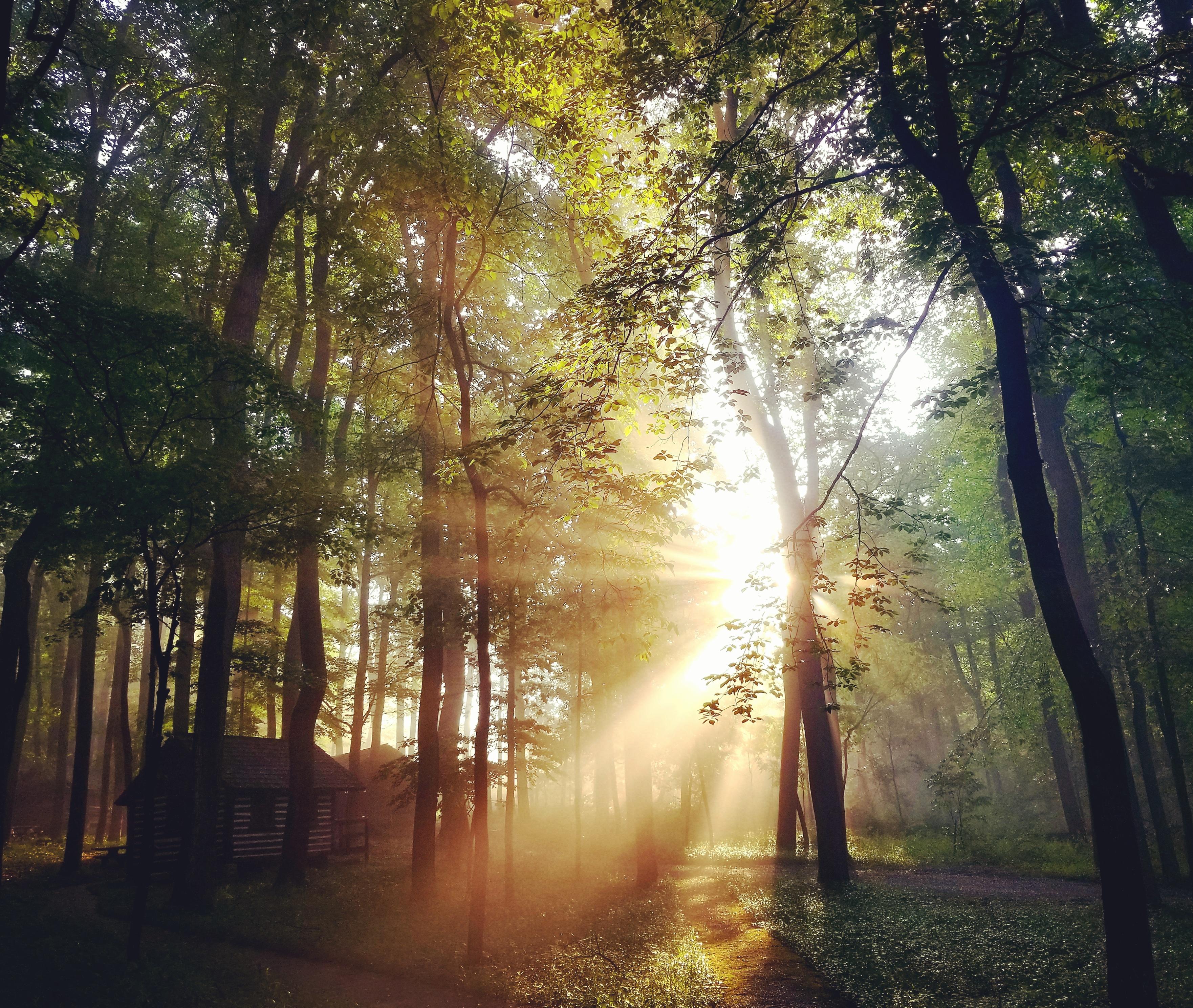 Sun Rays Through the Forest at Misty Mount