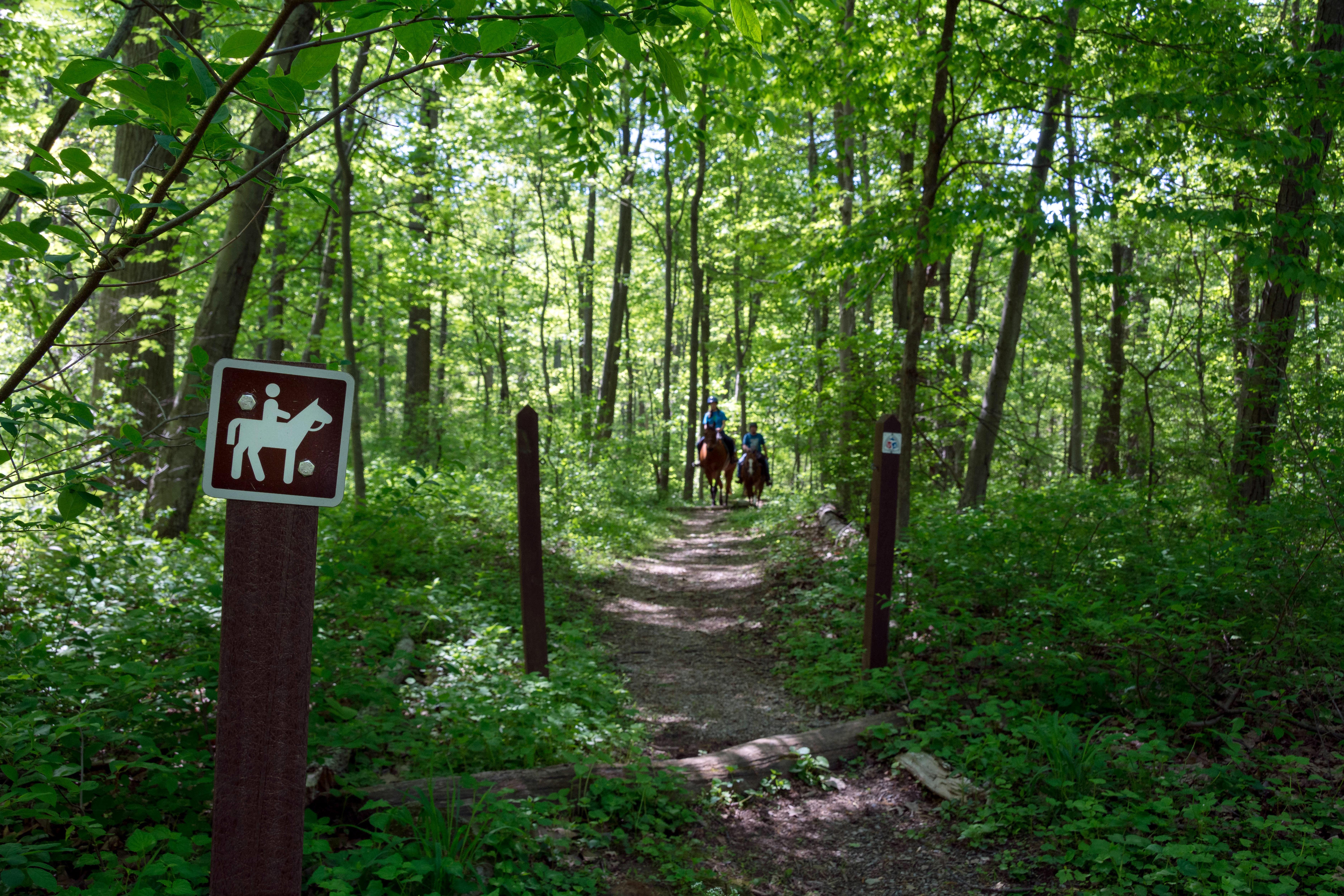 The Horse Trail