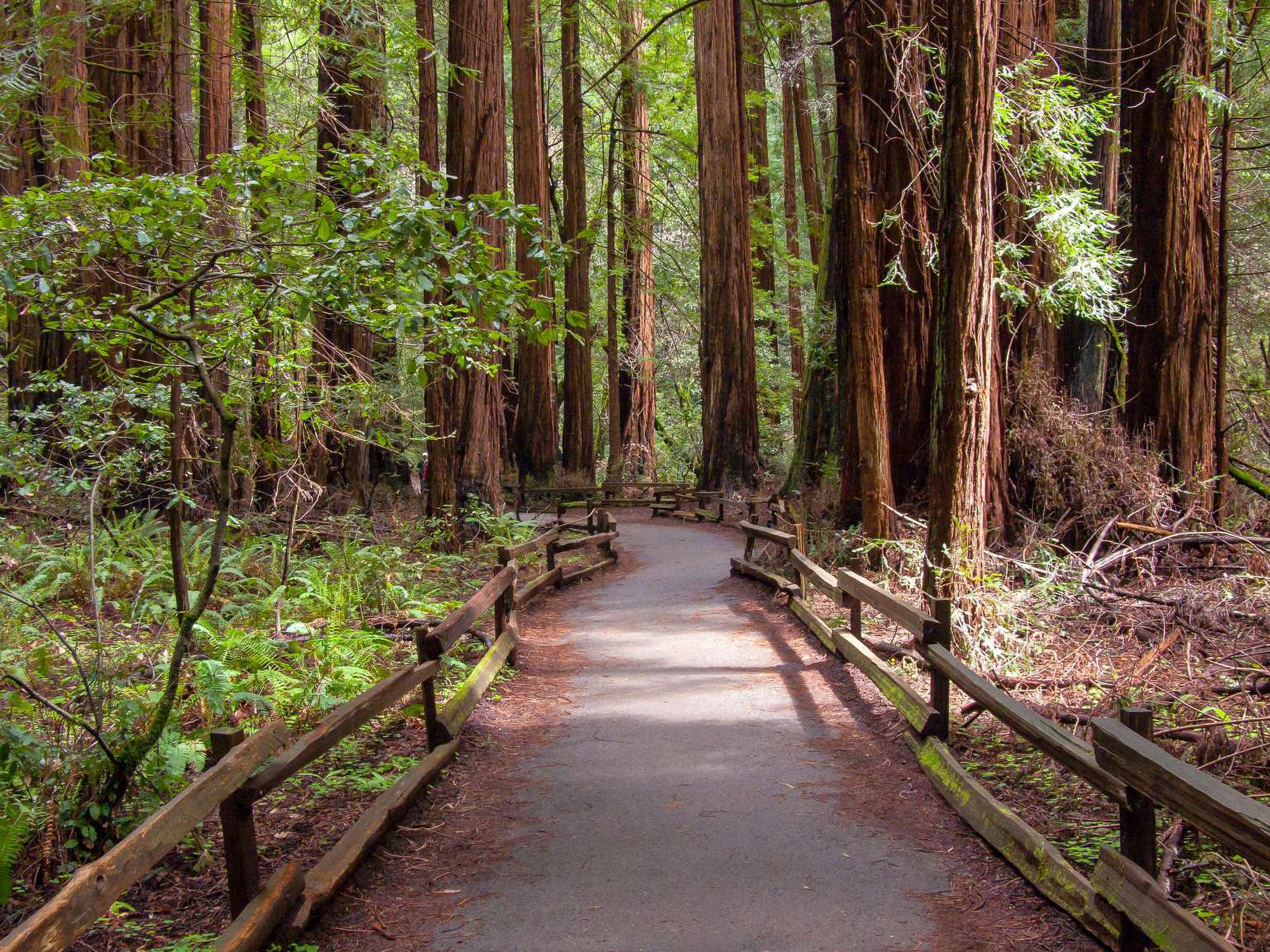 Muir Woods