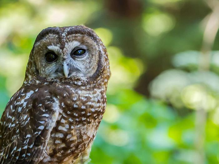 Spotted OwlSpotted Owl in Muir Woods
