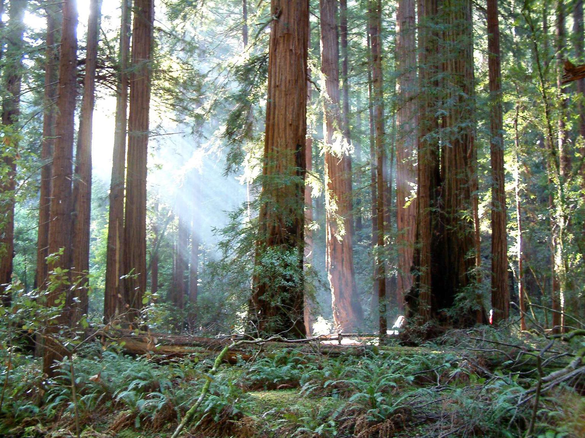 Redwood trees in Muir Woods