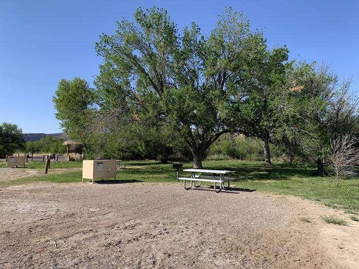 View of the main campsite area. There is a large, clear space, with a bear box, metal grill, and picnic table on the edge of the site. A glorious cottonwood tree grows high and wide just behind the site, offering shade in the grassy field. View of Site 65 with a glorious cottonwood tree