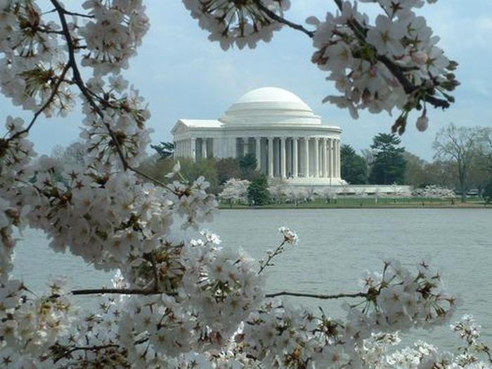 Thomas Jefferson MemorialThe Thomas Jefferson Memorial framed by cherry blossom flowers