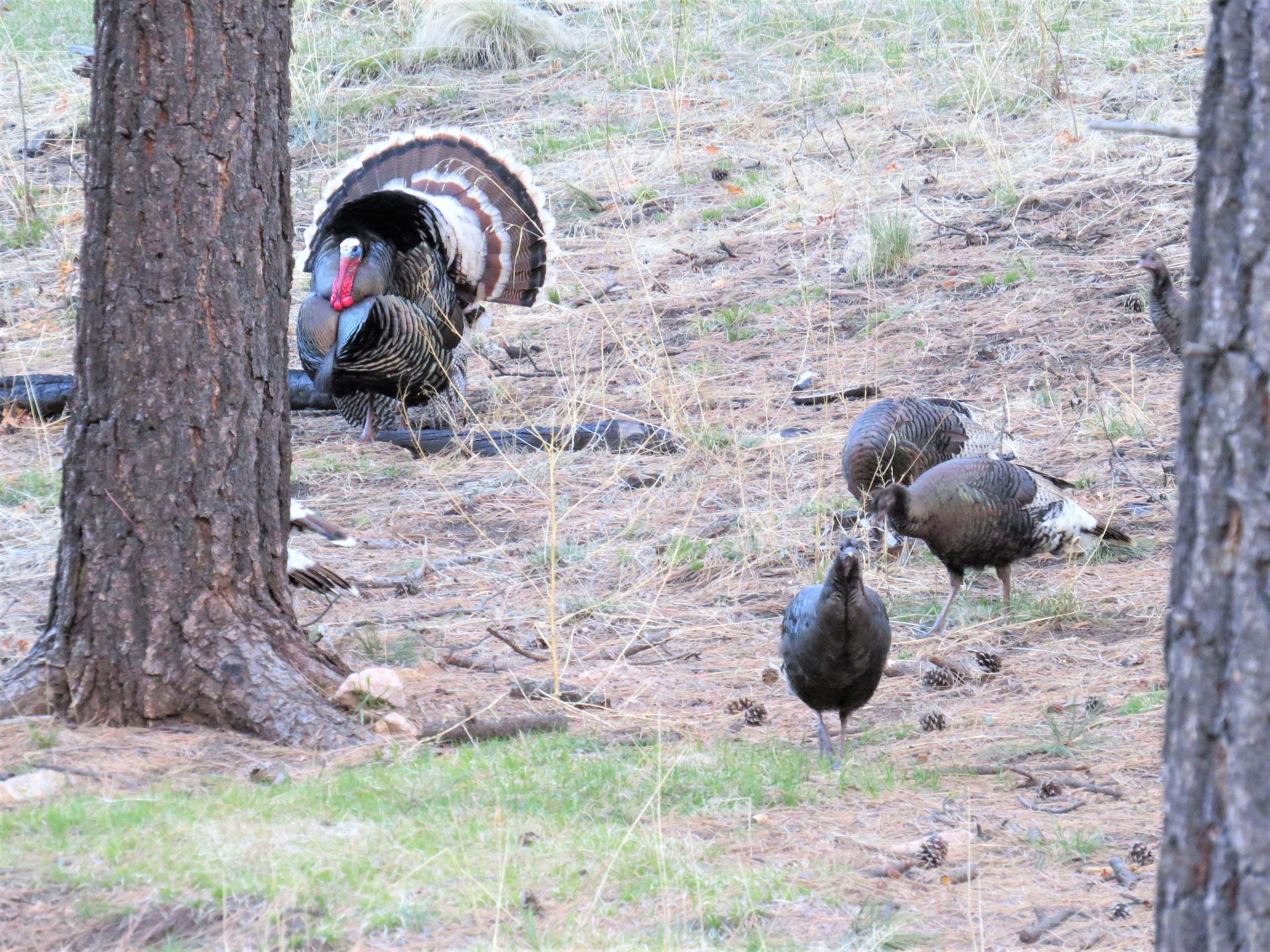 Wild Turkey hens and a tom too!