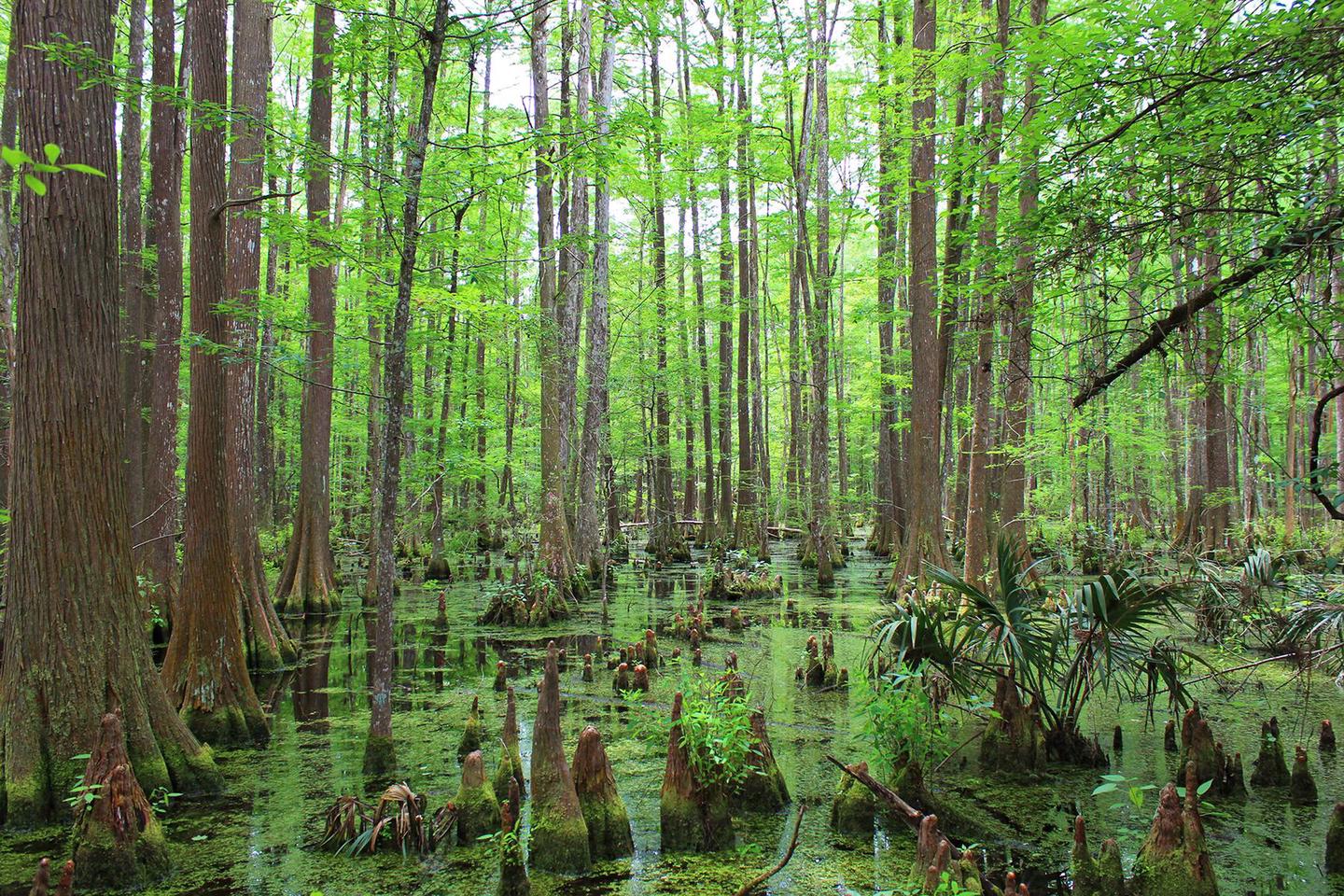 Big Thicket SwampCypress swamp in the Lance Rosier Unit
