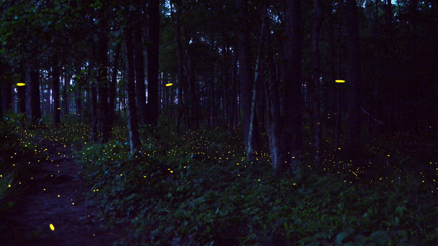 Synchronized Fireflies Congaree Synchronized Fireflies
