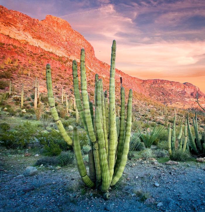 Organ Pipe Cactus at sunsetVisit the only place in the U.S. where you can see large stands of organ pipe cacti.
