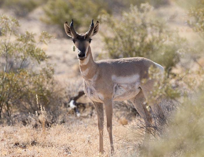 Sonoran Pronghorn surrounded by creosote bushes. Experience the wildlife of the most biodiverse desert in North America