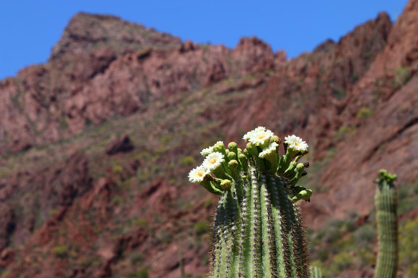 Blooming saguaro cactus with a mountain visible behind it. Experience the rich assemblage of cacti at Organ Pipe Cactus.