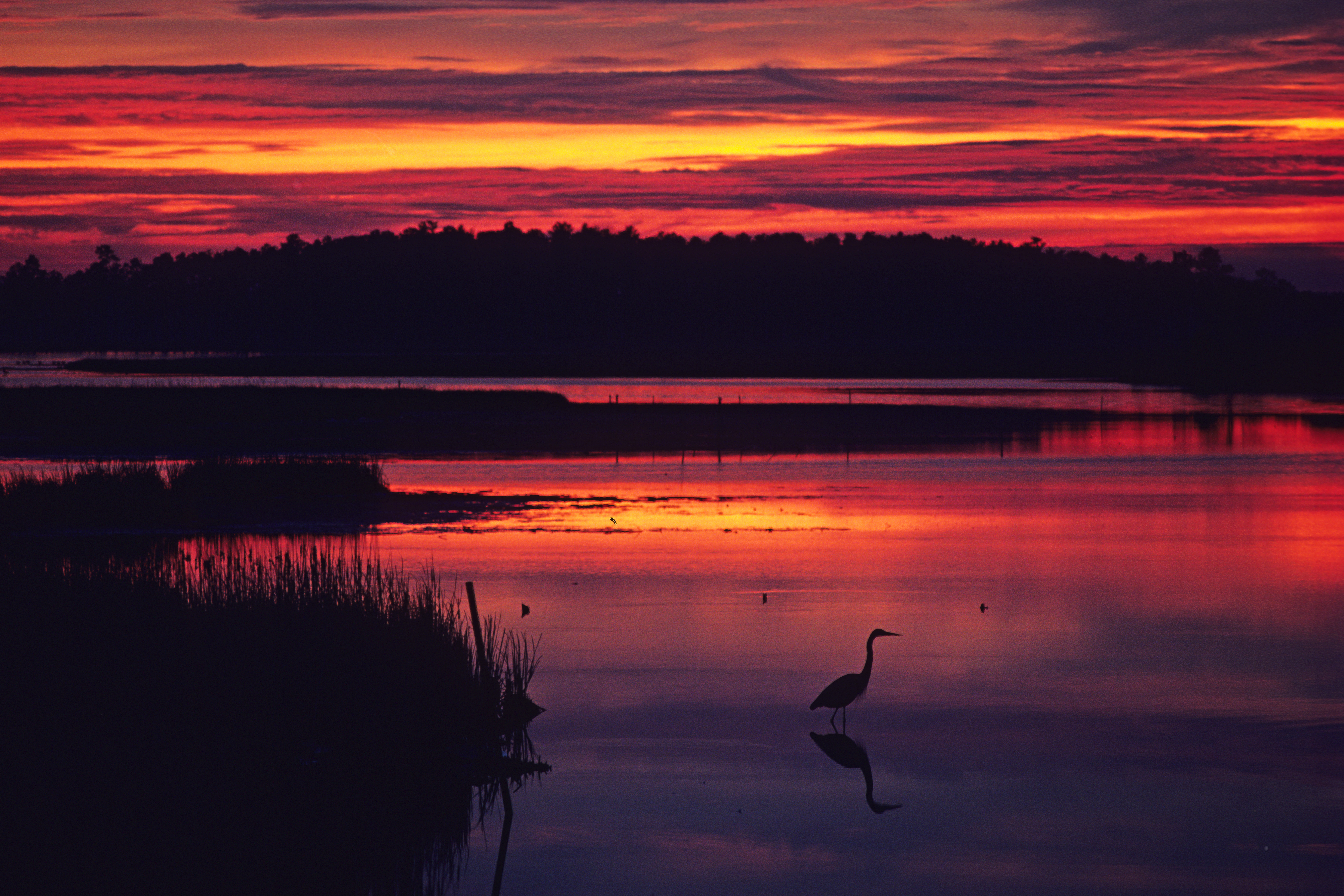 Heron at sunset at Blackwater NWR