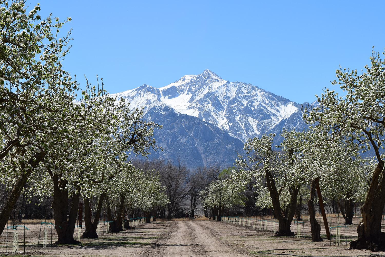 Manzanar Pear Orchard and Mount Williamson