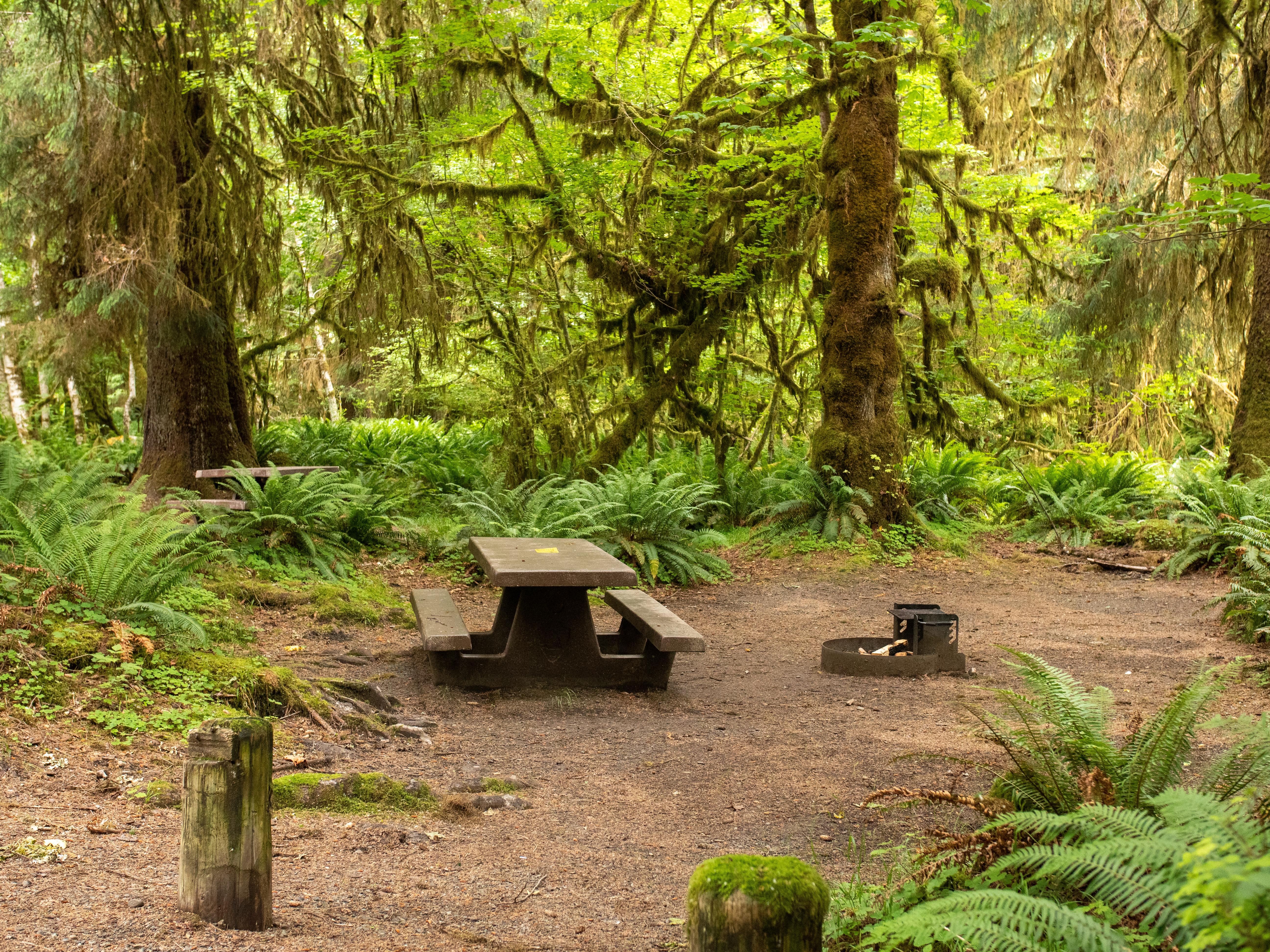 Hoh Rainforest Campground