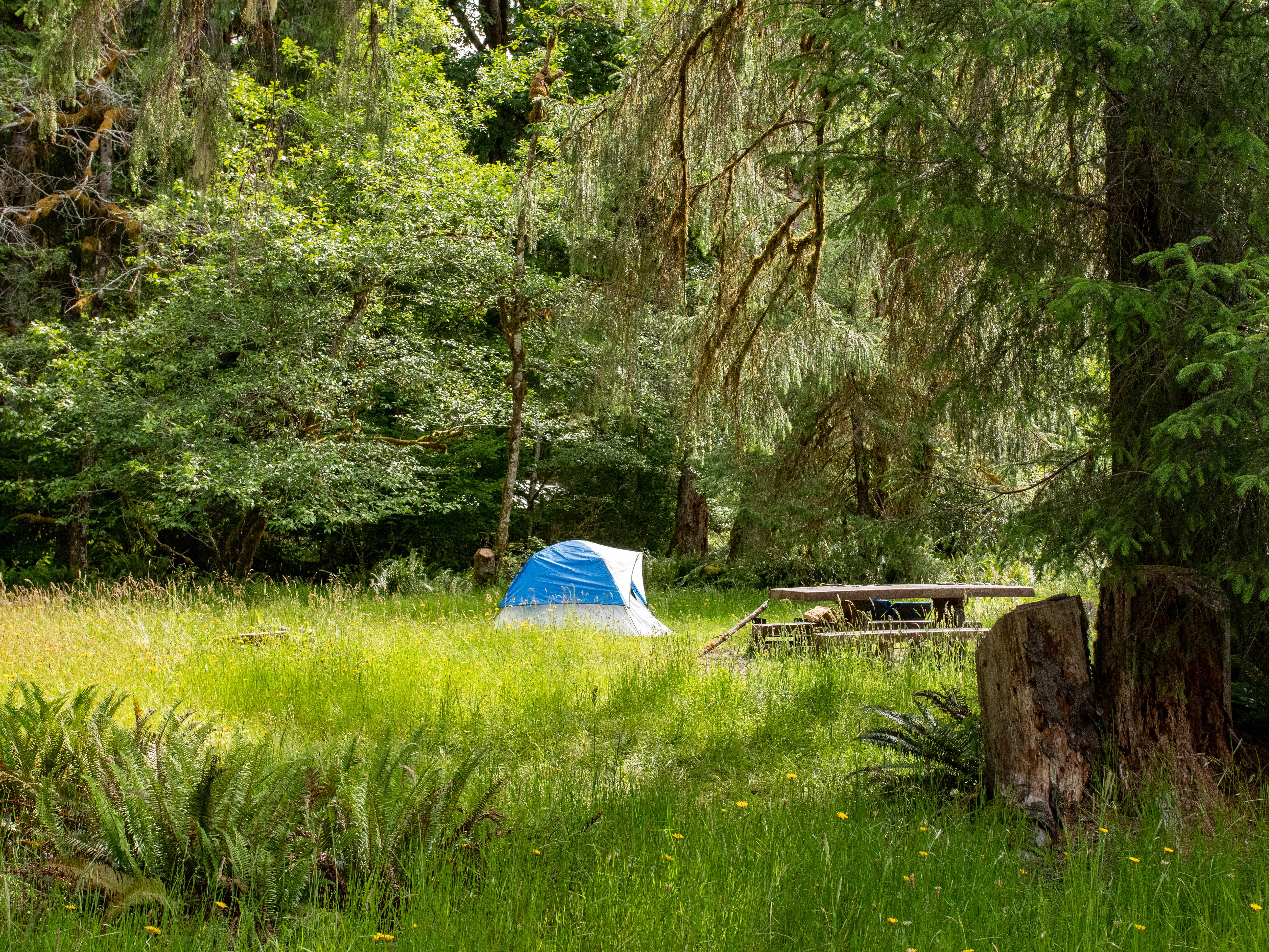 Hoh Rainforest Campground