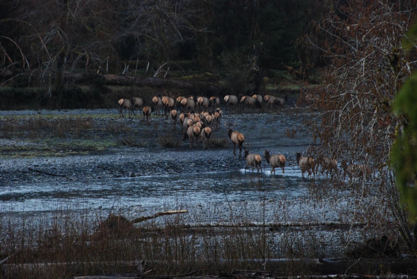 Roosevelt ElkA herd of Roosevelt Elk cross a river in Olympic.