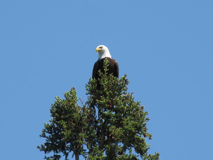 Bald eagle perched in treetop