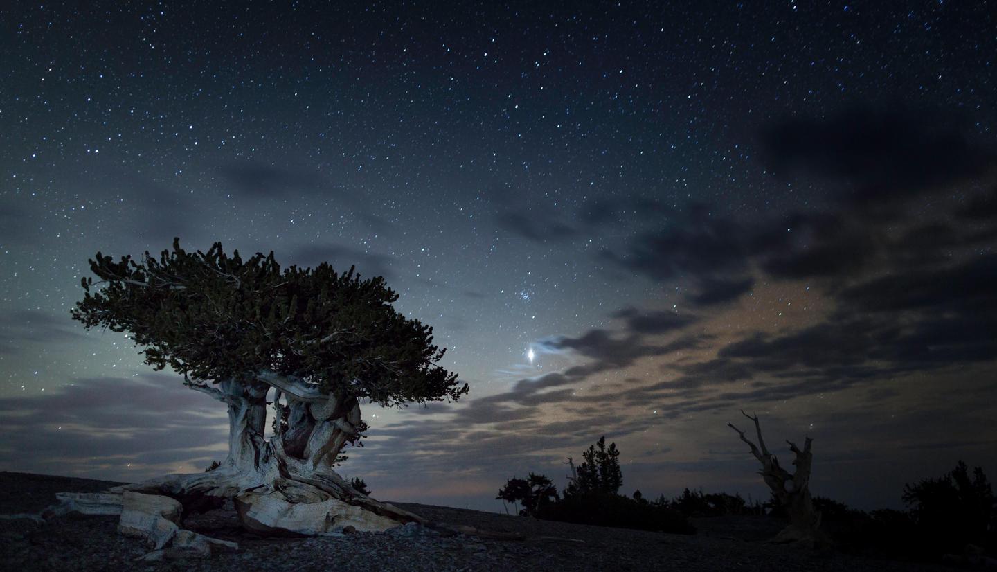 Bristlecone at nightPlants like Jupiter shine bright at Great Basin