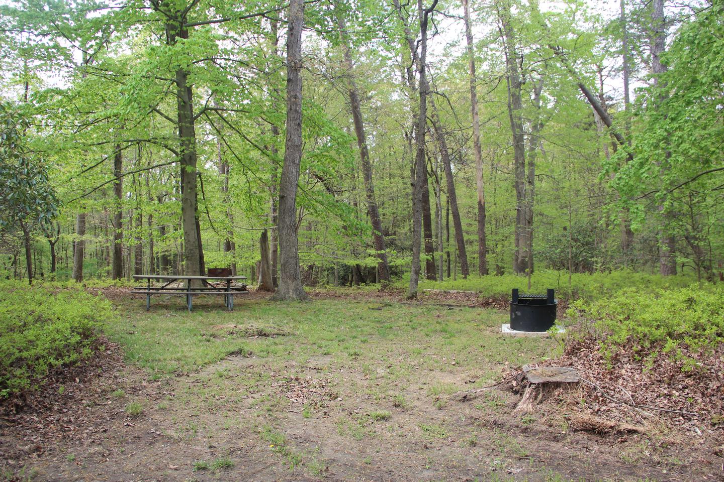 C86 C Loop of the Greenbelt Park Maryland campground