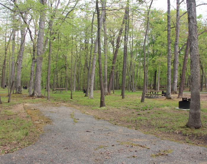 C87 C Loop of the Greenbelt Park Md campgroundC87 C Loop of the Greenbelt Park Maryland campground (Former site 89)