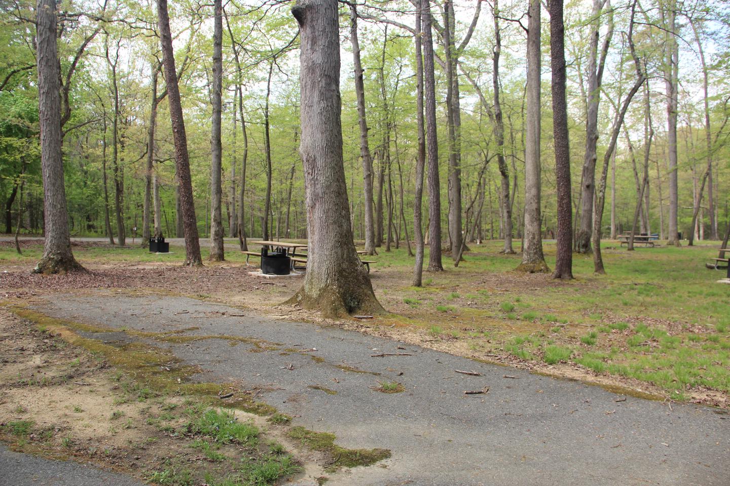 C88 C Loop of the Greenbelt Park Md campgroundC88 C Loop of the Greenbelt Park Maryland campground (former site 91)