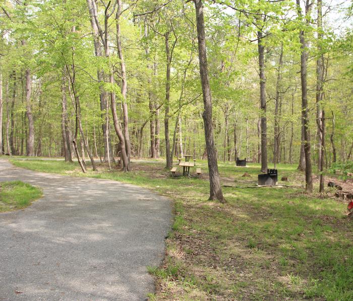 C95 C Loop of the Greenbelt Park Md campgroundC95 C Loop of the Greenbelt Park Maryland campground (former site 98