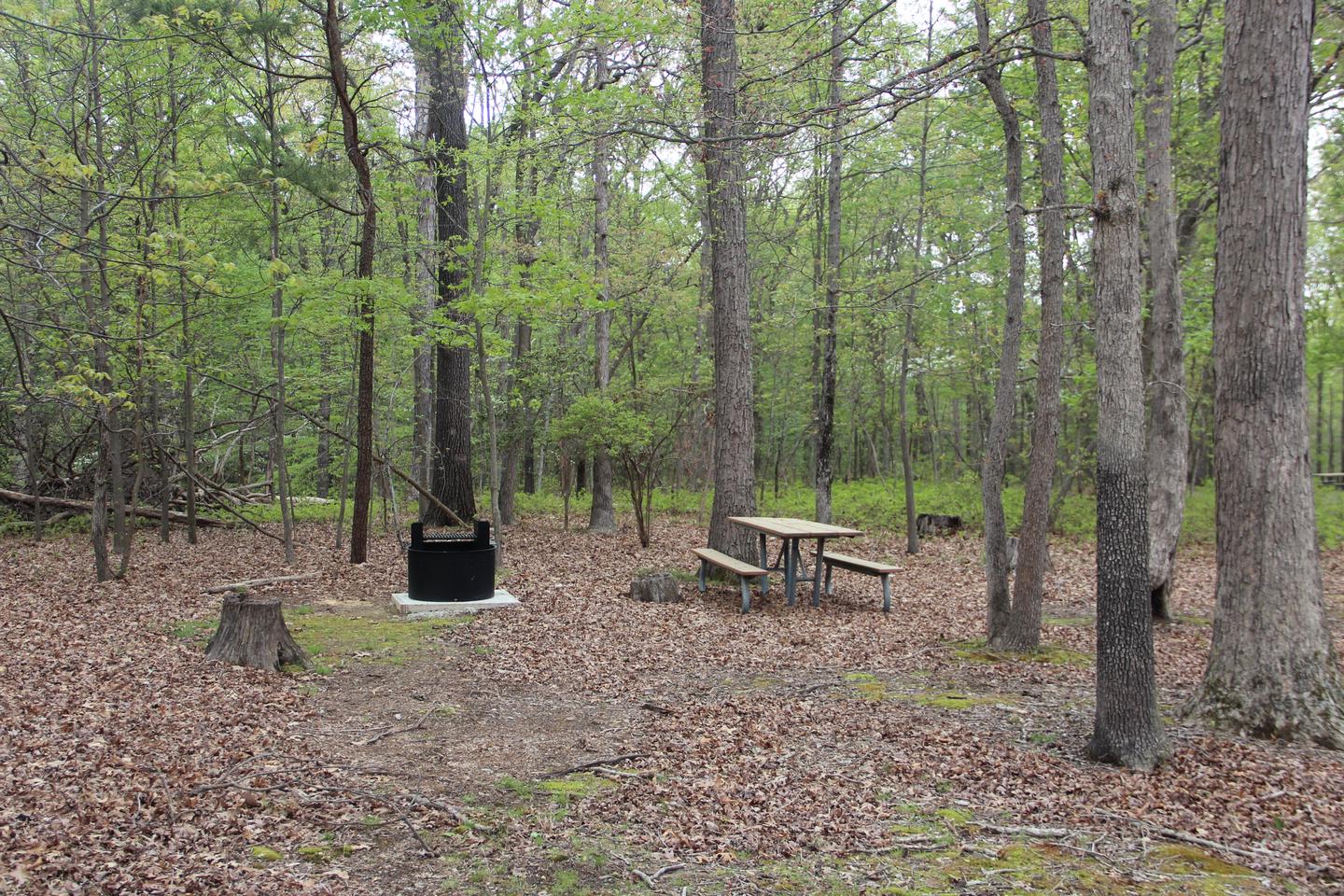 C100 C Loop of the Greenbelt Park Md campground