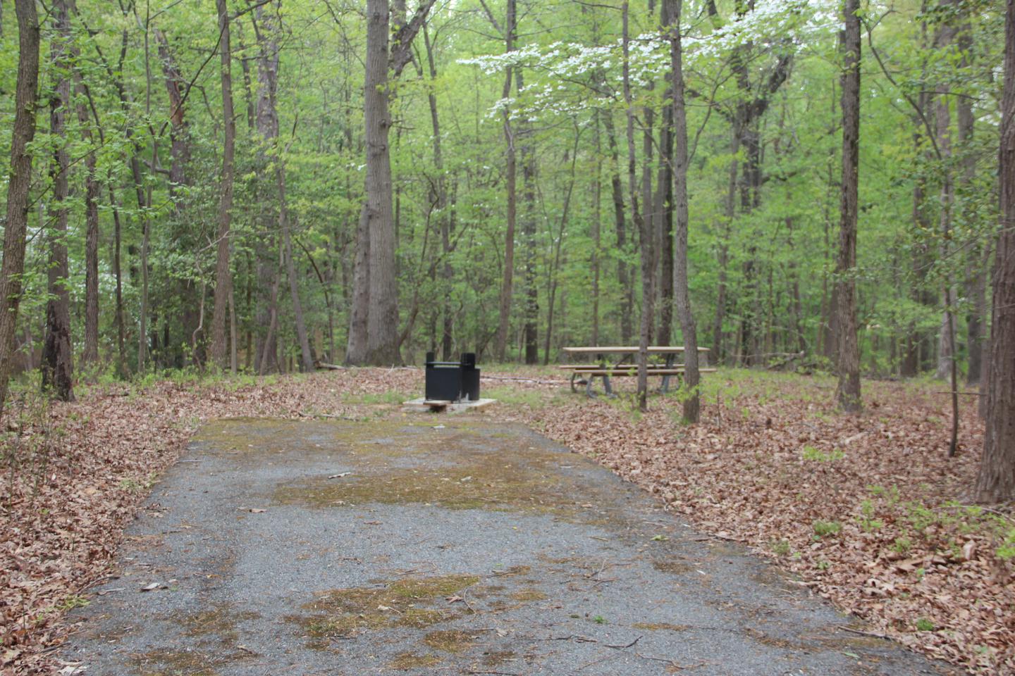 C101 C Loop of the Greenbelt Park Maryland campground