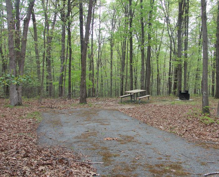 C102 C Loop of the Greenbelt Park Md campgroundC102 C Loop of the Greenbelt Park Maryland campground (former Site 105)