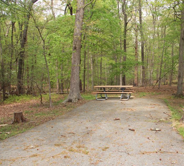 C105 C Loop of the Greenbelt Park Md campgroundC105 C Loop of the Greenbelt Park Maryland campground (former Site 108)