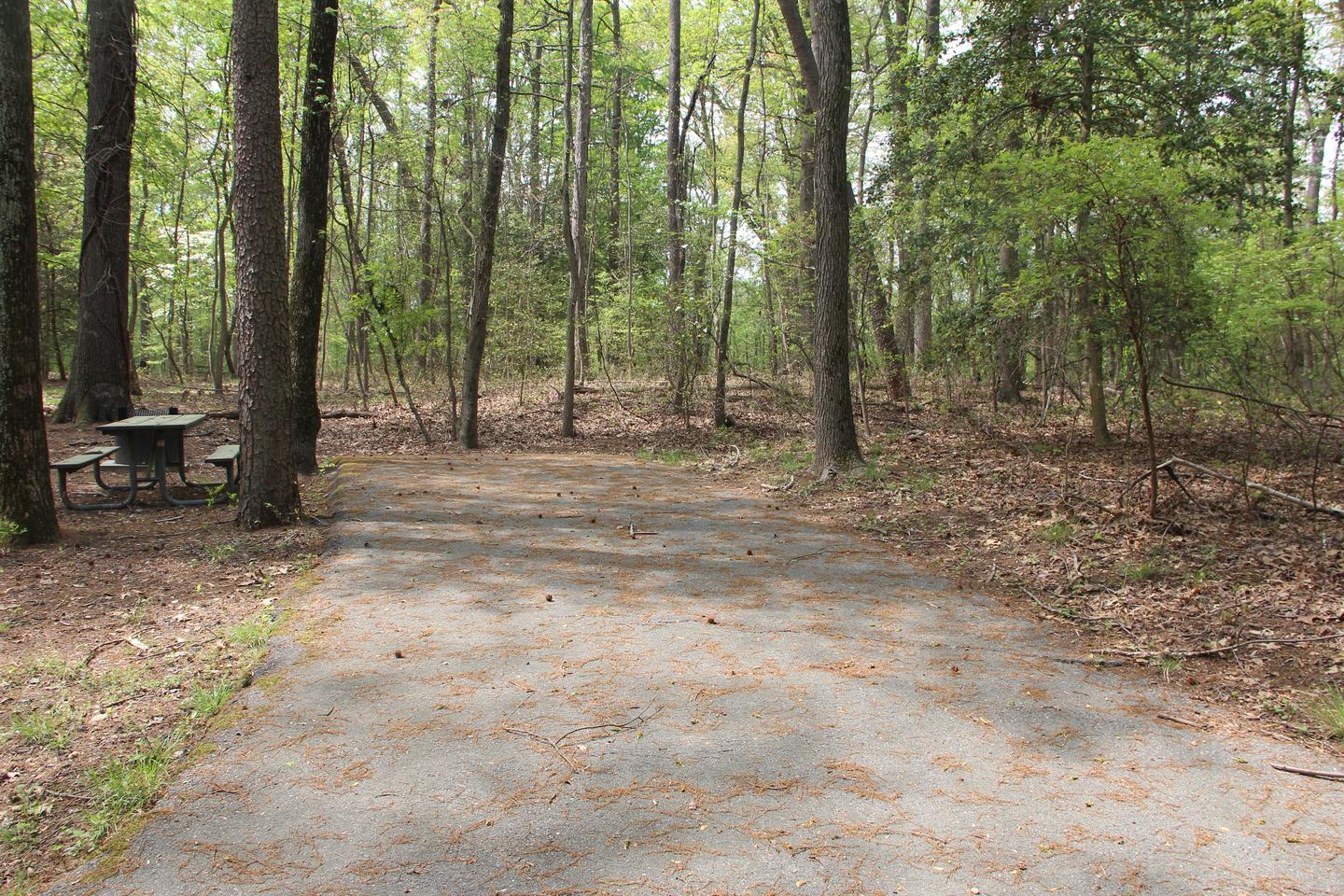 D 115  D Loop of the Greenbelt Park Md campgroundD 115  D Loop of the Greenbelt Park Maryland campground