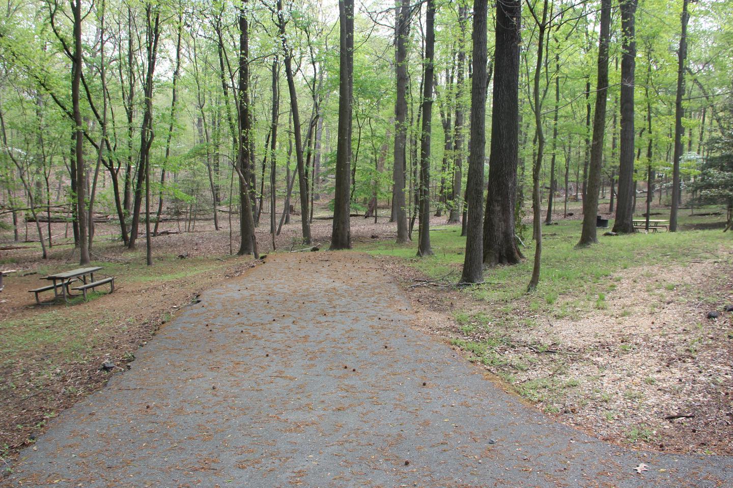 D 116  D Loop of the Greenbelt Park Md campgroundD 116  D Loop of the Greenbelt Park Maryland campground (former Site 119)