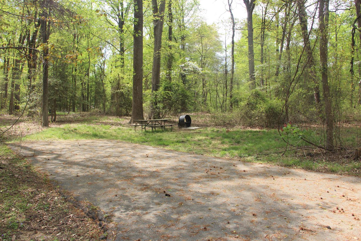 D 121  D Loop of the Greenbelt Park Md campgroundD 121  D Loop of the Greenbelt Park Maryland campground (former Site 124)
