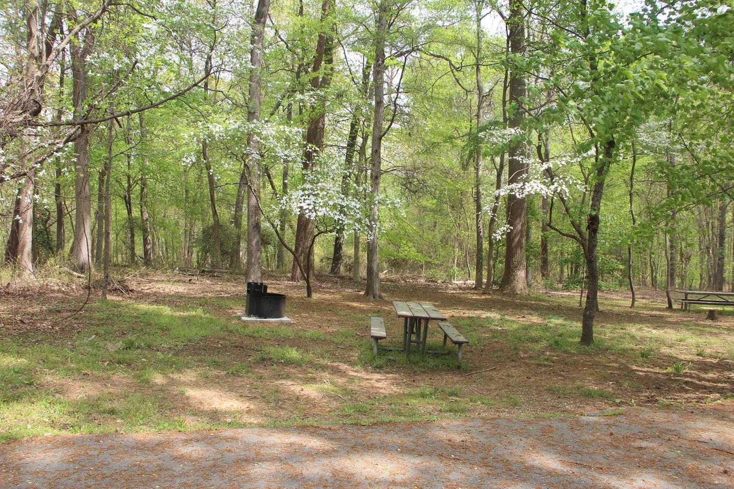 D 123  D Loop of the Greenbelt Park Md campgroundD 123  D Loop of the Greenbelt Park Maryland campground (Former Site 126)