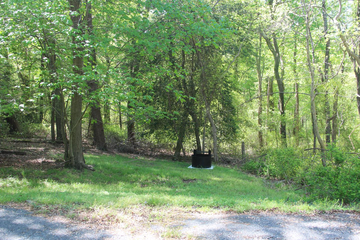 D142 D Loop of the Greenbelt Park Maryland campground