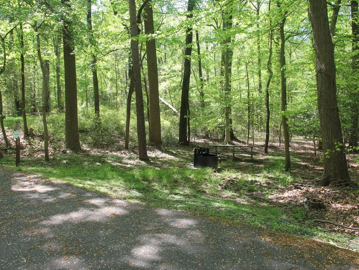 D151 D Loop of the Greenbelt Park Maryland campground