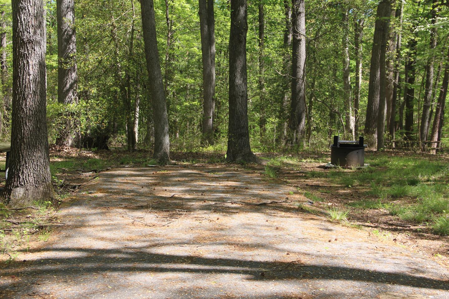 D155 D Loop of the Greenbelt Park Md campground