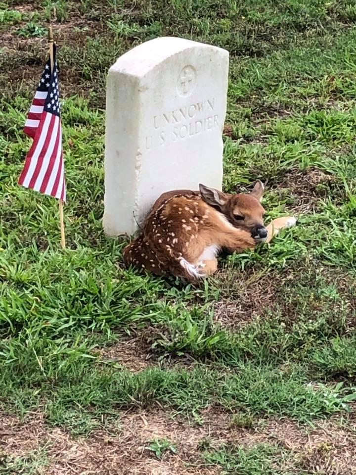 White-tailed deer fawn resting at veteran's grave with US flag