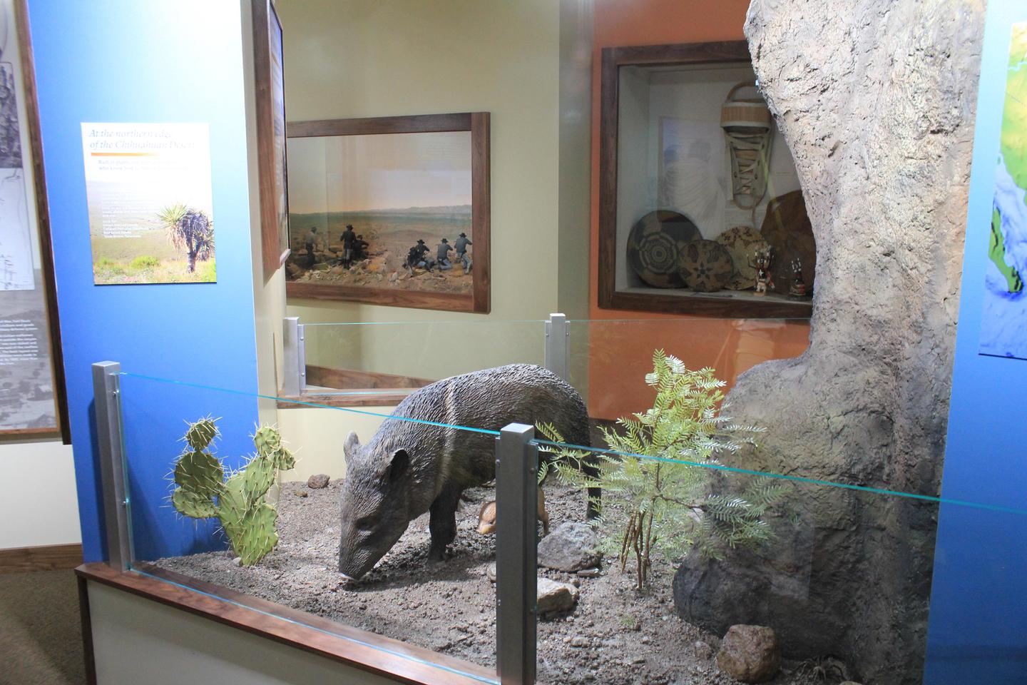 Museum Exhibit Chihuahuan Desert