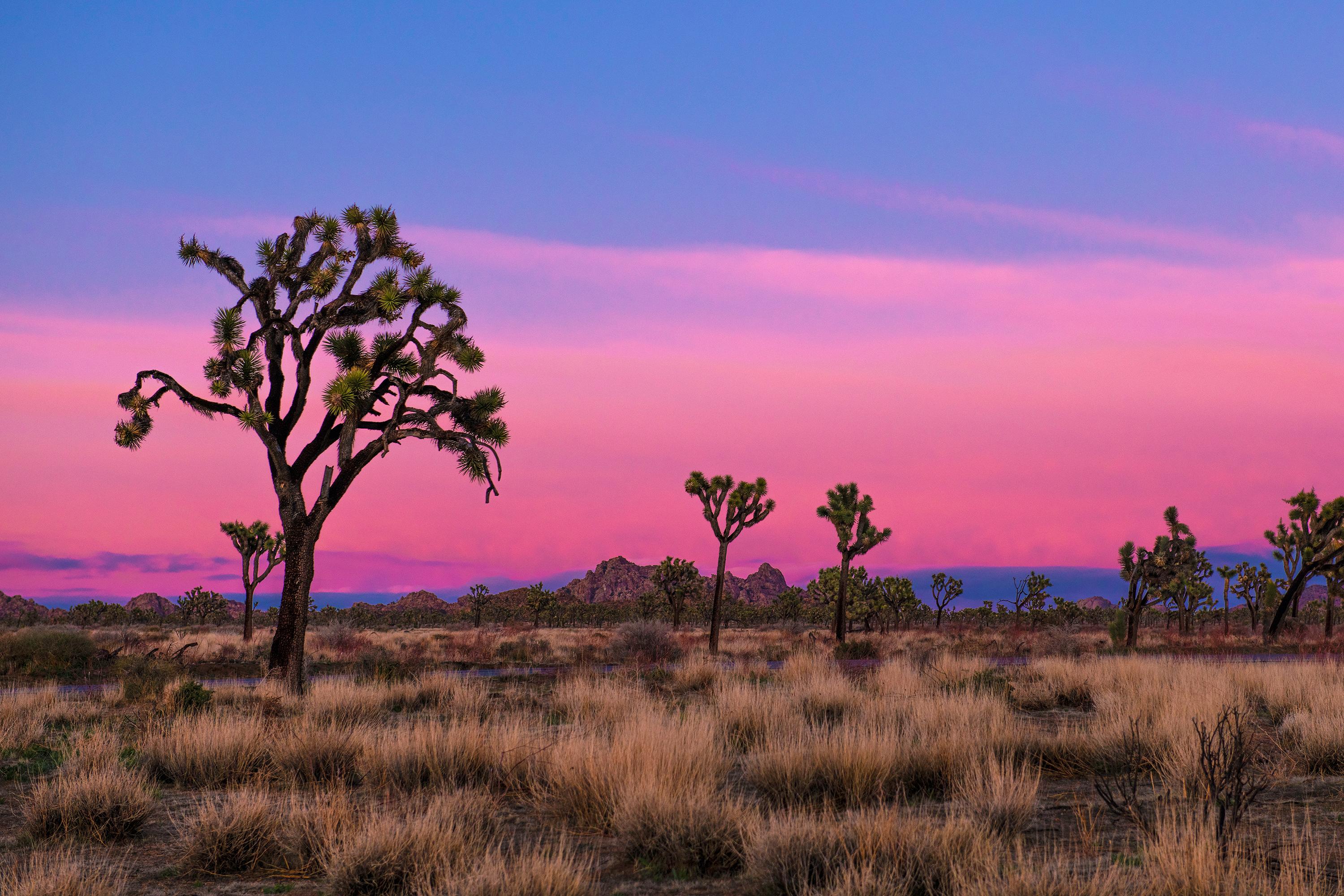 Joshua Tree National Park - Quail Springs Area at Sunset - Credits: NPS / Emily Hassell