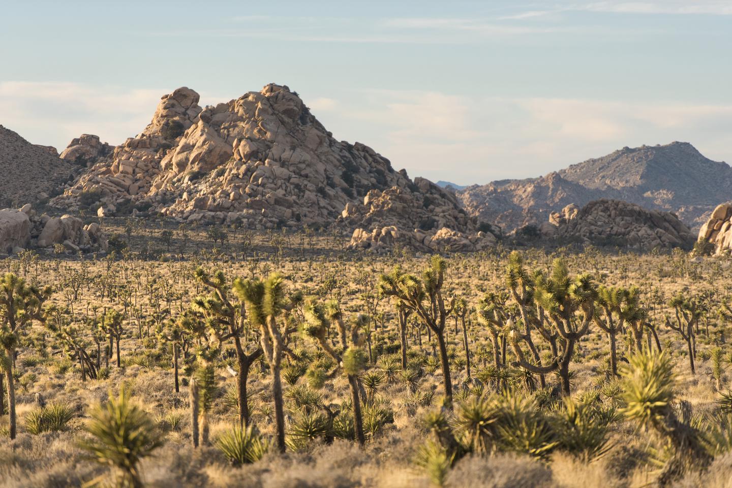 Lost Horse ValleyTake in views of the park's iconic Joshua trees and rock outcrops in Lost Horse Valley.