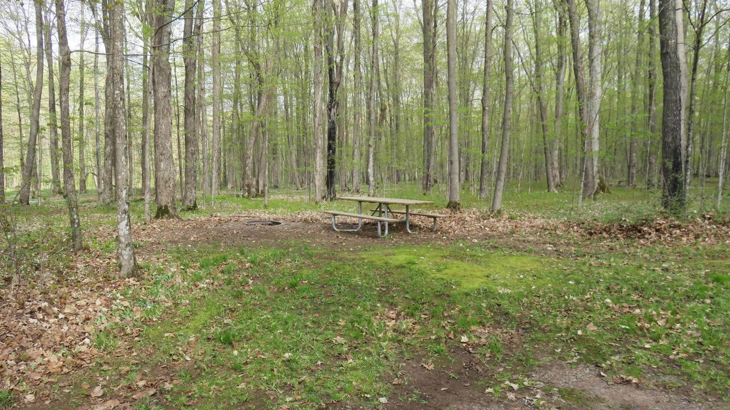 Site S31Picnic table and fire ring for Site S31