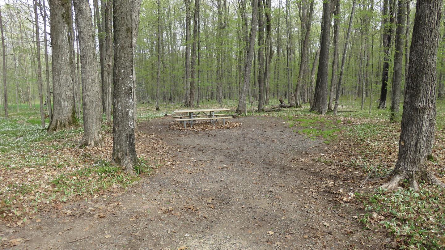 Site S32Picnic table and fire ring for Site S32