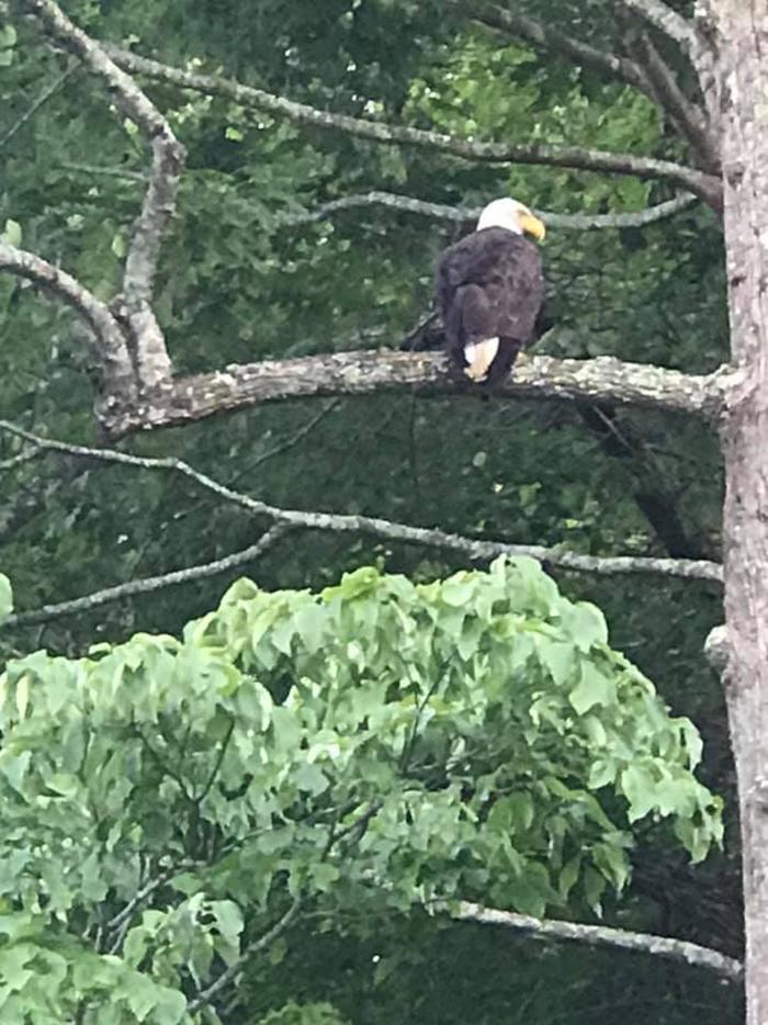 Eagle RestingEast Lynn Lake has recently become home to several bald eagles. They can commonly be seen resting or flying overhead in the campground throughout the year.