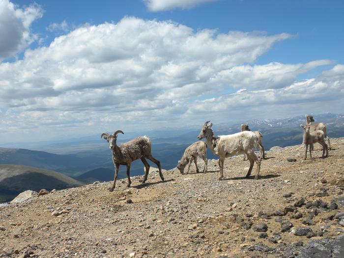 Rocky Mountain Bighorn Sheep 