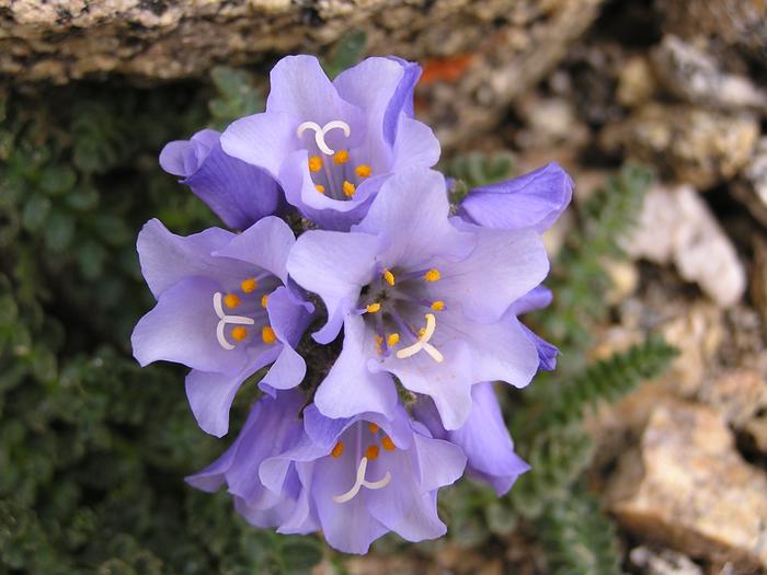 Alpine flowerAlpine flower 