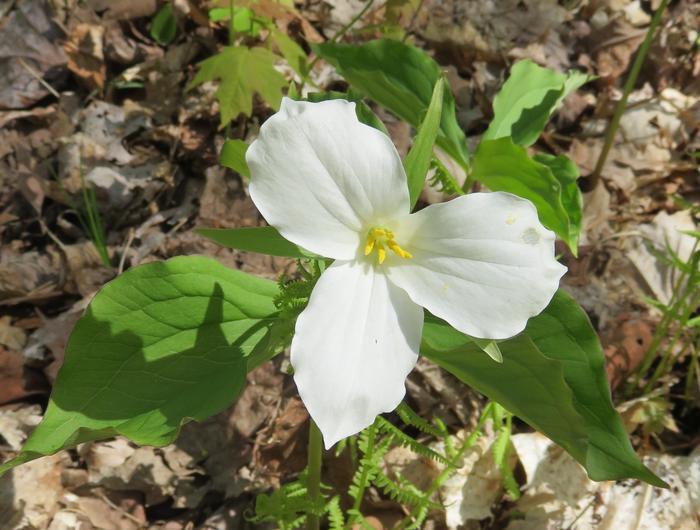 trilliumTrilliums and other wildflowers can be found at the Eastwood campground in the spring.