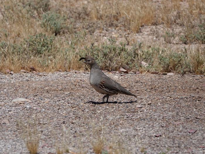 LVBQuailLas Vegas Bay Campground has a variety of beautiful wildlife, including Desert Quail