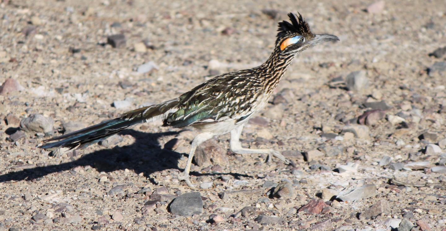 Greater RoadrunnerRoadrunners are often sighted around the Furnace Creek Visitor Center grounds.