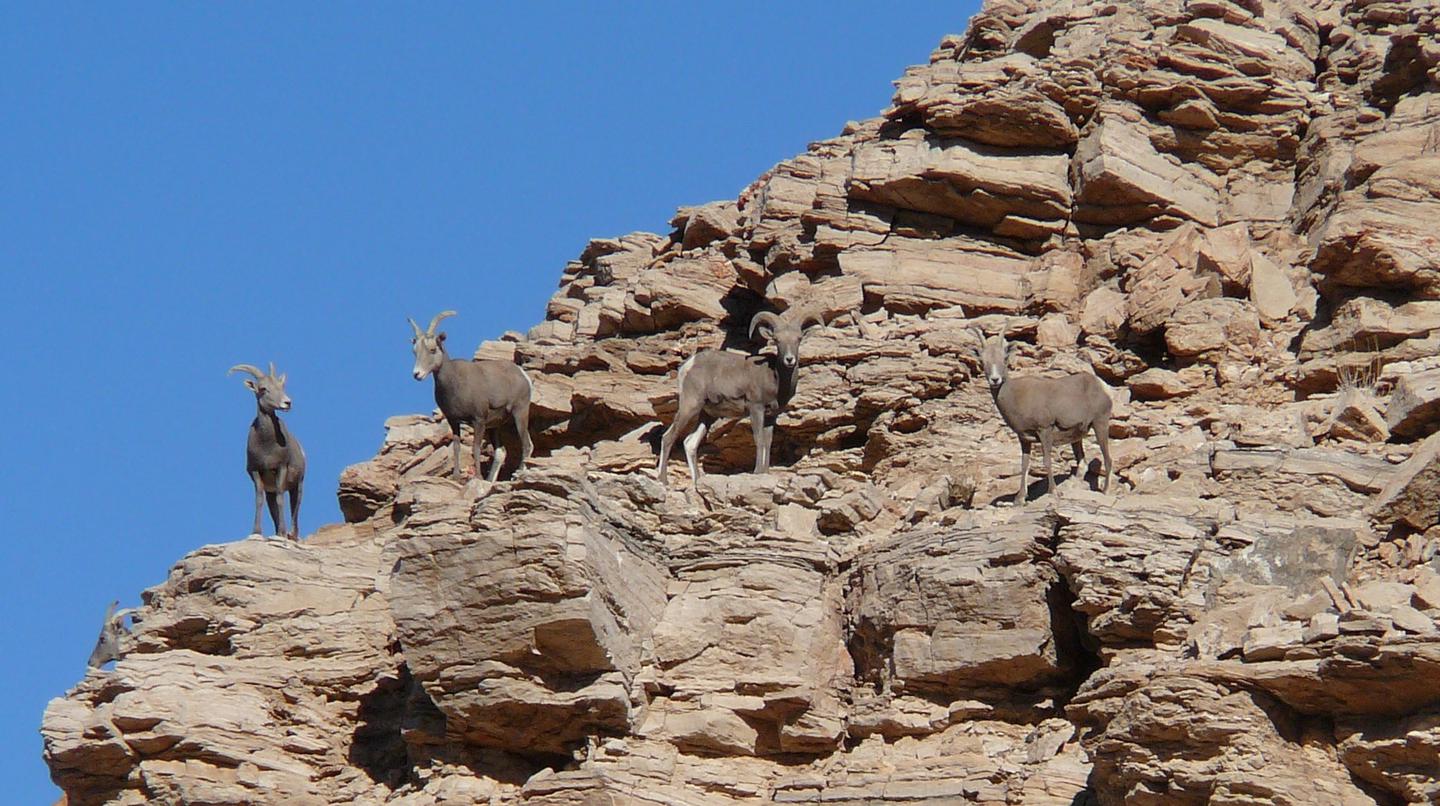Bighorn SheepBighorn sheep are named for the large, curved horns borne by the rams (males). Ewes (females) also have horns, but they are shorter with less curvature.